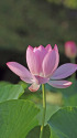 蓮の花