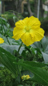 へちまの花