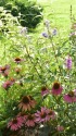 夏の花壇