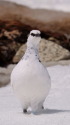 立山の白雷鳥18