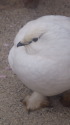 飯田市動物園の白頭巾ちゃん2