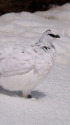 立山の白雷鳥19