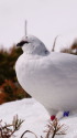 立山の白雷鳥20