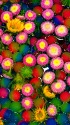 水盤の花