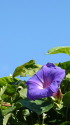 青空に映える朝顔