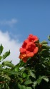 青空に映える凌霄花