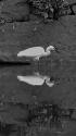 日比谷公園のコサギ