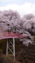 桜の春日公園2