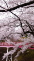 桜の春日公園3