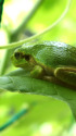 暑さを凌ぐアマガエル