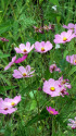 コスモス