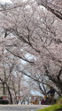 桜の鞍ヶ池公園