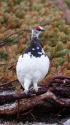 燕岳の雄雷鳥3