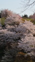 豊松そのまんま城の桜