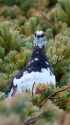 燕岳の雄雷鳥5