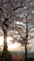 黄昏桜ヶ丘
