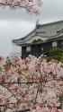 桜と岡崎城