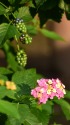 ランタナの花と実