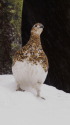 御嶽の雌雷鳥3