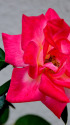薔薇