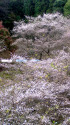 小原の四季桜