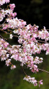 市場城址の桜