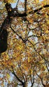 ユリノキの紅葉