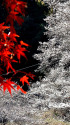 四季桜と紅葉