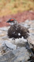 蝶ヶ岳の雄雷鳥5
