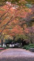 晩秋の日比谷公園