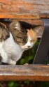 ベンチと同化