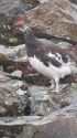 蝶ヶ岳の雄雷鳥
