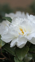山茶花