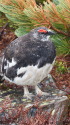 蝶ヶ岳の雄雷鳥6