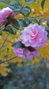 山茶花
