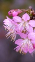 ヒマラヤ桜