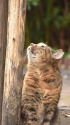 木の上が気になる
