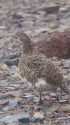 蝶ヶ岳の雌雷鳥9