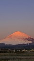 紅富士