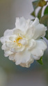 山茶花
