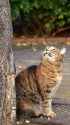 木の上に何かいりのかな