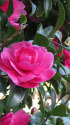山茶花