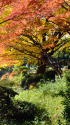 晩秋の日比谷公園・4