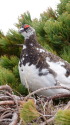 小蓮華山の雄雷鳥