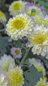 満開の菊