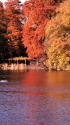 井之頭公園の紅葉