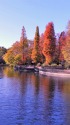 井之頭公園の紅葉風景