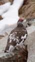 小蓮華山の雄雷鳥2