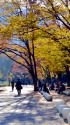 晩秋の日比谷公園・16