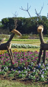 冬の花壇